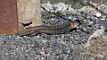 2016-11-07_102008 gran-canaria-2016
